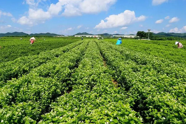 新泰叶面肥