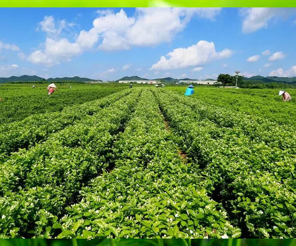 新泰水溶肥