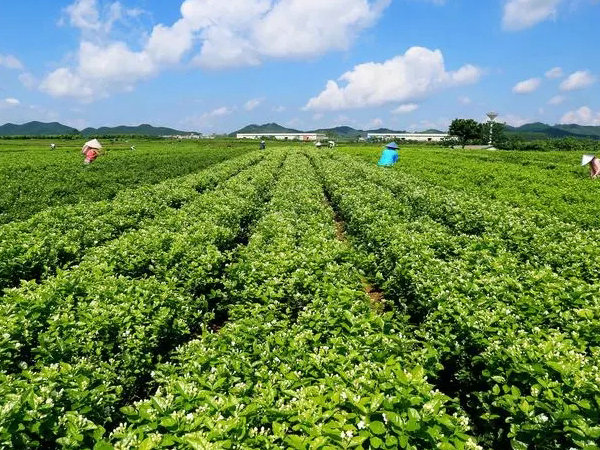 新津水溶肥