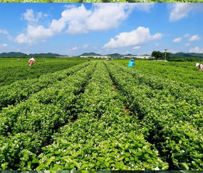 彭山水溶肥