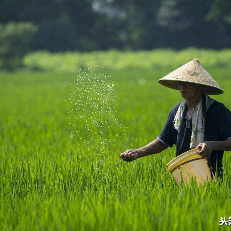 漳州华盛顿棕榈的繁殖养护方法